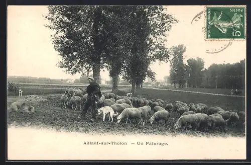 AK Aillant-sur-Tholon, Un Pâturage