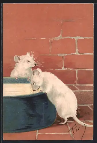 AK zwei weisse Ratten trinken aus einem Napf