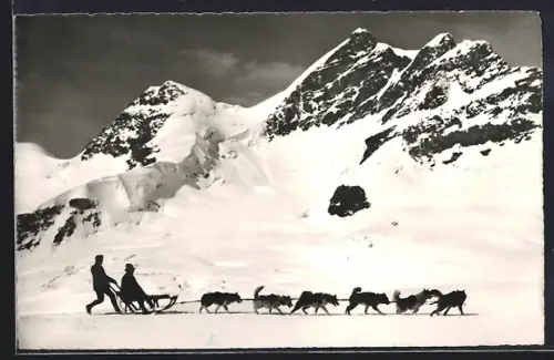 AK Jungfraujoch, Polarhunde und Jungfrau im Schnee