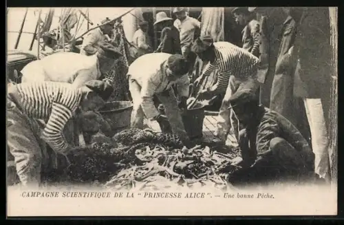 AK Campagne Scientifique de la Princesse Alice, une bonne Pêche, Matrosen lesen die gefangenen Fische aus dem Netz