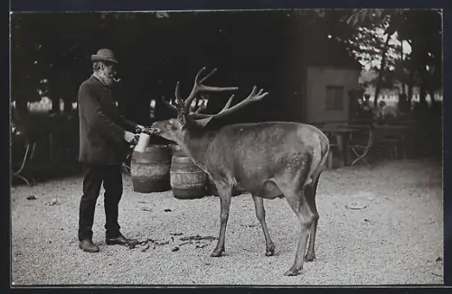 AK Nymphenburg, Mann bei einem Hirsch im Kgl. Hirschgarten