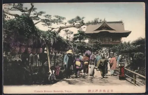 AK Tokyo, Wisteria Blossom Kameido