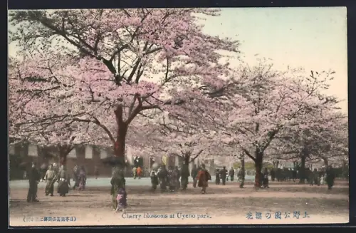 AK Tokyo, Cherry Blossoms at Uyeno park