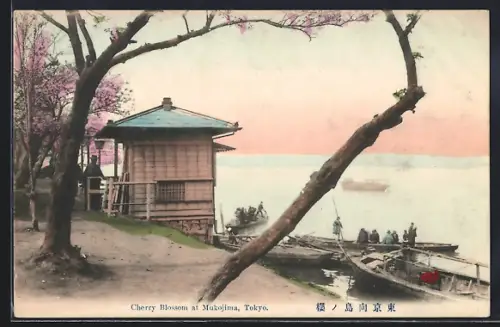 AK Tokyo, Cherry Blossoms at Mukojima