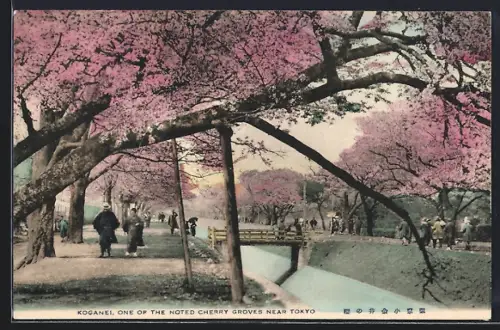 AK Koganei, One of the most noted Cherry Groves near Tokyo