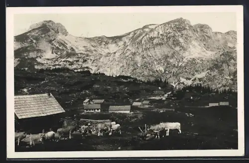 AK Sonnschienalm /Hochschwab, Ortspartie mit Kühen gegen Ebenstein und Polster