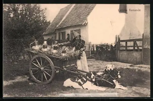 AK Laitière Flamande, Hundegespann aus drei Hunden - Rast mit lächelnder Milchäuerin