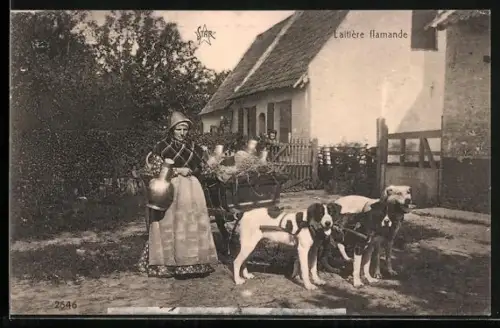 AK Hundegespann, Laitiere Flamande, Frau lädt Kannen ein