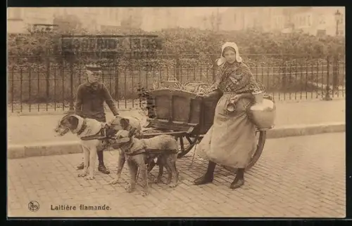 AK Laitière flamande, Hundegespann