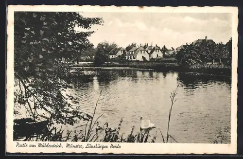 AK Munster / Lüneburger Heide, Partie am Mühlenteich