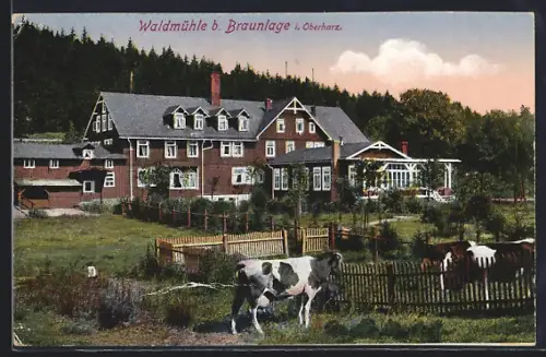 AK Braunlage im Oberharz, Gasthaus Waldmühle mit Kühen