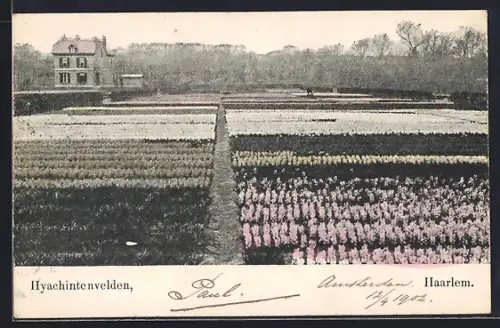 AK Haarlem, Hyachintenvelden