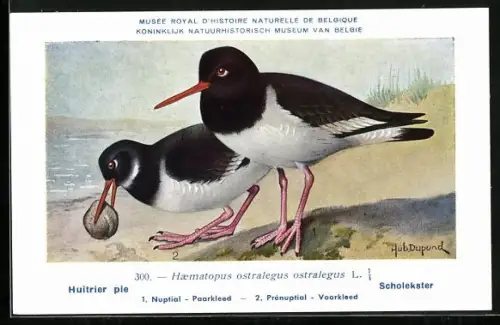 Künstler-AK Hubert Dupond: Musée Royal d'Histoire Naturelle de Belgique, Vogel-Serie: Scholekster