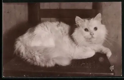 AK Persan Blanc, Les Races de Chats, Collection de L`Institut Zoologique, Katze