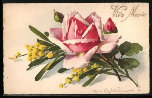 Künstler-AK Catharina Klein: Rosa Rosenblüte in voller Pracht