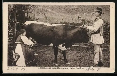 AK rumänische Bauern in Volkstracht beim Melken einer Kuh