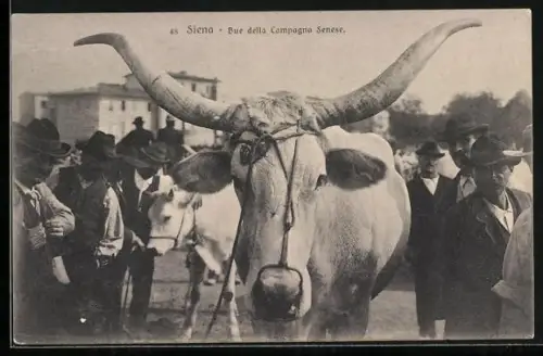AK Siena, Bue della Campagne Senese
