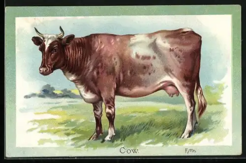 AK Gescheckte Kuh auf der Weide