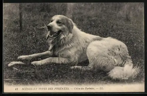 AK Chien des Pyrenees, Pyrenäenberghund