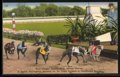 AK Windhunde beim Rennen, Greyhound Racing in Florida at the Finishing Line