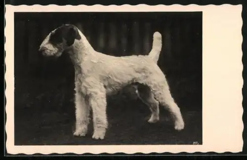 AK Schöner Fox-Terrier von der Seite betrachtet