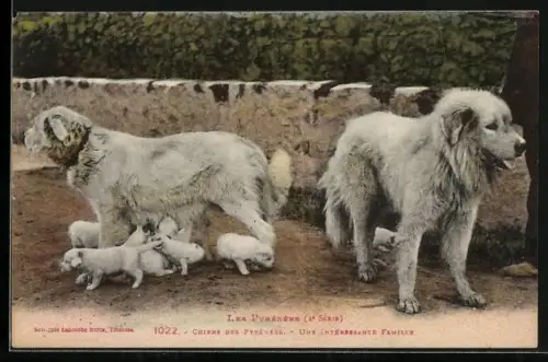 AK Pyrenäenberghund mit Welpen