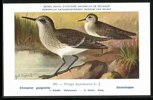 Künstler-AK Hubert Dupond: Musée Royal d'Histoire Naturelle de Belgique, Vogel-Serie: Oeverlooper