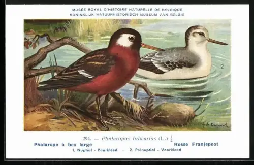 Künstler-AK Hubert Dupond: Vogel der Art Phalaropus fulicarius, Männchen und Weibchen