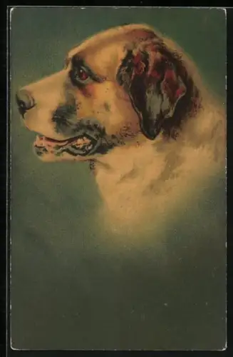 AK Kopf eines Bernhardiner