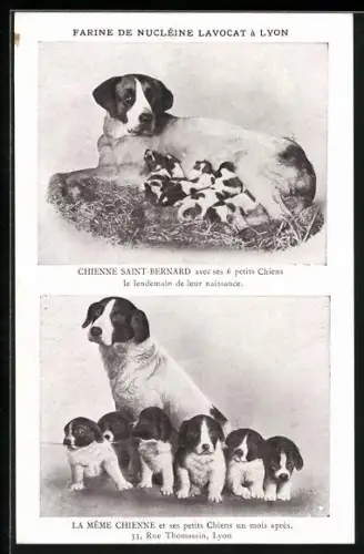 AK Lyon, Reklame für Farine de Nucléine Lavocat, Hundewelpen im Vorher-Nachher-Vergleich