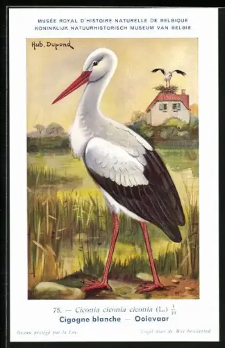 Künstler-AK Hubert Dupond: Musée Royal d'Histoire Naturelle de Belgique, Vogel-Serie: Ooievaar