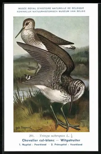 Künstler-AK Hubert Dupond: Musée Royal d'Histoire Naturelle de Belgique, Vogel-Serie: Witgatruiter