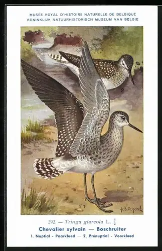 Künstler-AK Hubert Dupond: Musée Royal d'Histoire Naturelle de Belgique, Vogel-Serie: Boschruiter