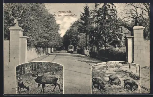 AK Darmstadt, An den Hirschköpfen, Hirsche, Wildschweine, Strassenbahn