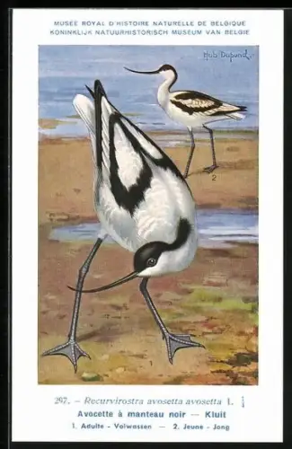 Künstler-AK Hubert Dupond: Säbelschnäbler auf Nahrungssuche