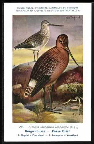 Künstler-AK Hubert Dupond: Musée Royal d'Histoire Naturelle de Belgique, Vogel-Serie: Rosse Griet