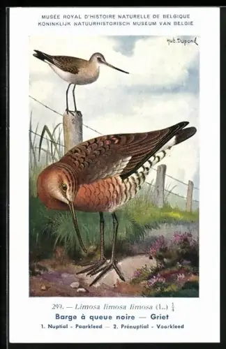Künstler-AK Hubert Dupond: Musée Royal d'Histoire Naturelle de Belgique, Vogel-Serie: Griet