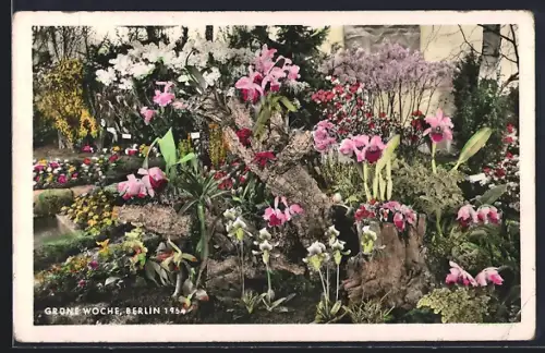 AK Berlin, Grüne Woche 1954, Blumenbeete