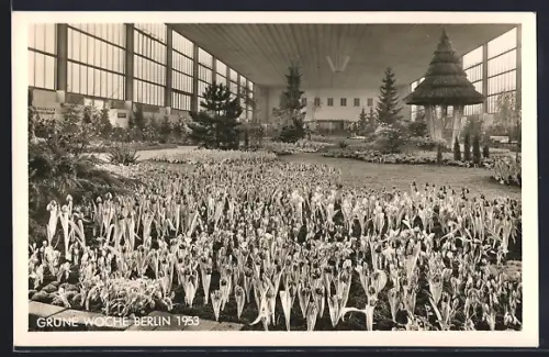 AK Berlin, Grüne Woche 1953, Tulpen-Ausstellung in der Ausstellungshalle