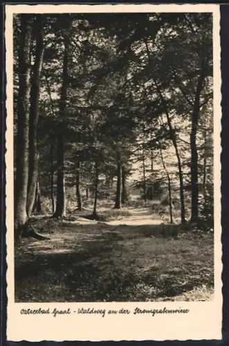 AK Graal, Ostseebad, Waldweg an der Stramgrabenwiese