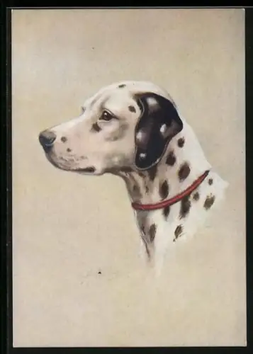 Präge-AK Dalmatiner mit Halsband, Portrait