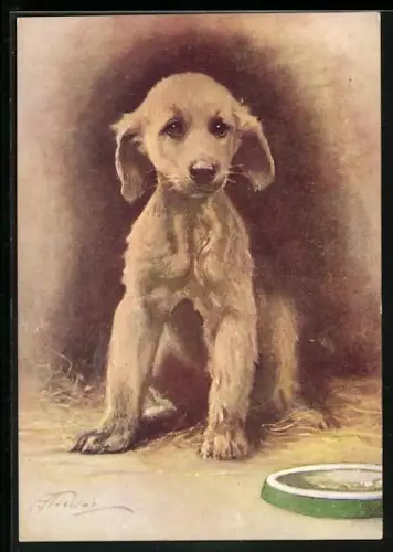 AK Junger Afghanischer Windhund mit Futterschüssel, Portrait