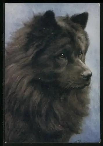 AK Schwarzer Chow Chow, Portrait
