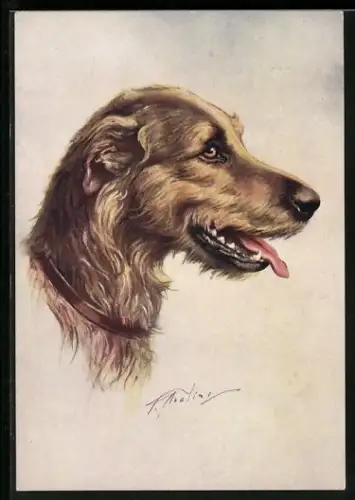 AK Irischer Wolfhund, Seitenportrait