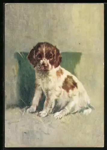 AK Welsh Springer Spaniel mit einem Kissen, Portrait