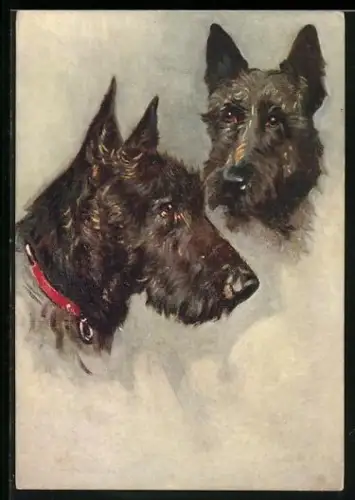 AK Zwei Scotch Terrier, Portrait