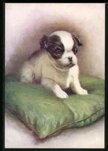 AK Japanischer Spaniel auf einem Kissen