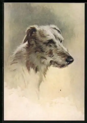 AK Deerhound, Seitenportrait