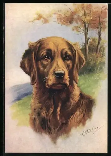 AK Golden Retriever, Portrait vor Herbstlandschaft