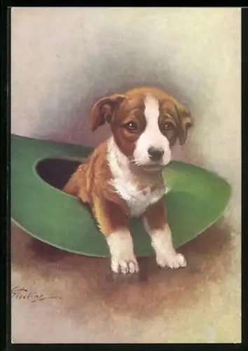 AK Welsh Corgi, Welpe in einem Hut